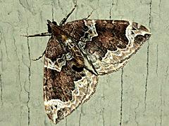 Geometrid Moth